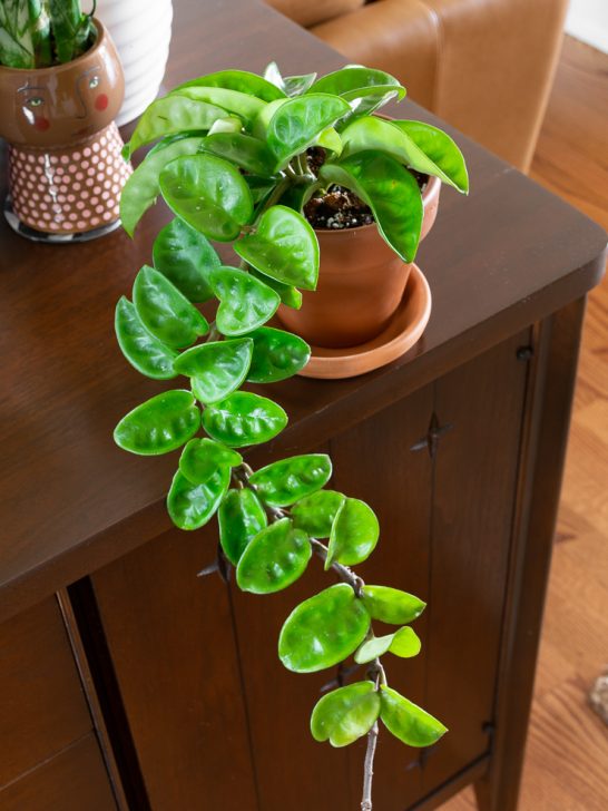 hoya krinkle 8 in a terracotta pot