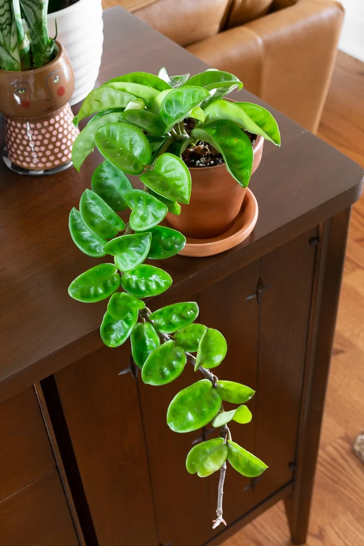 hoya krinkle 8 in a terracotta pot