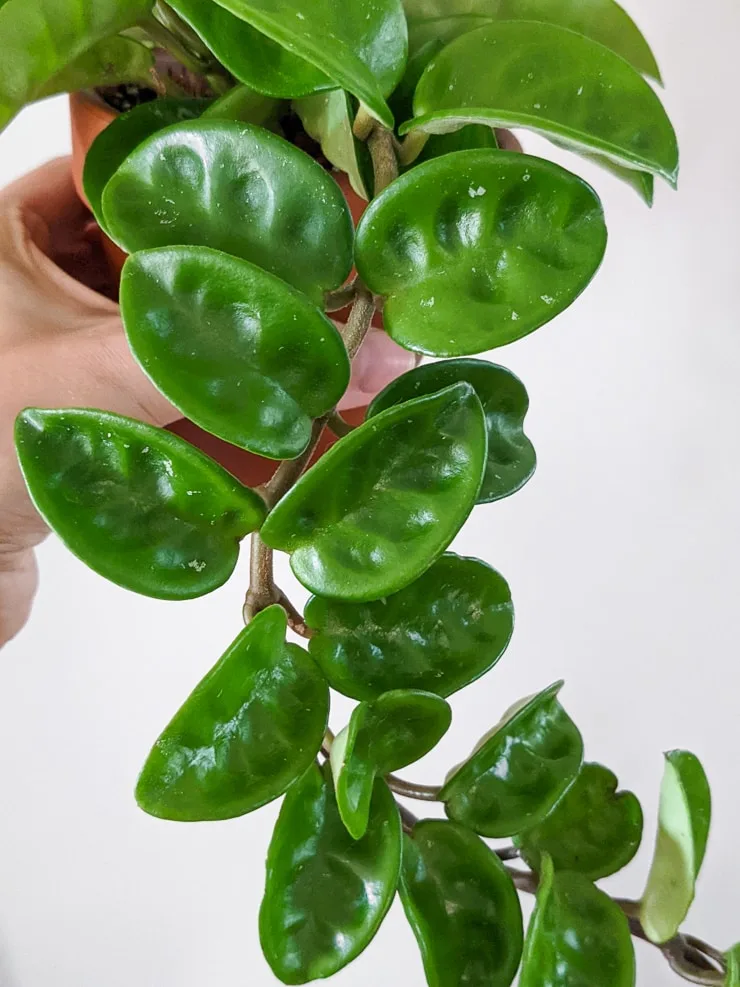 hoya krinkle 8 foliage