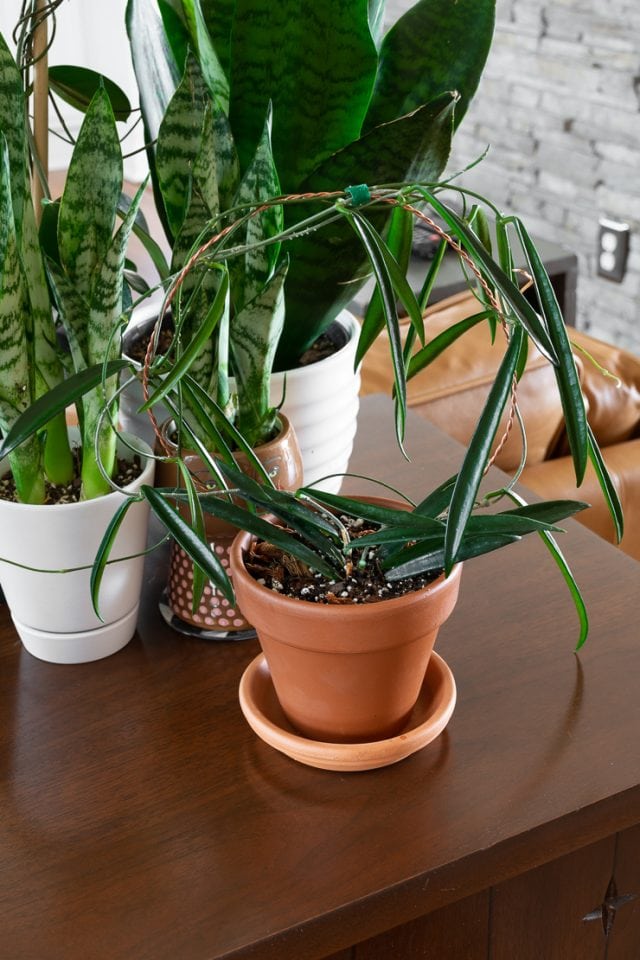 Your Hoya Shepherdii care guide (aka the string bean hoya)