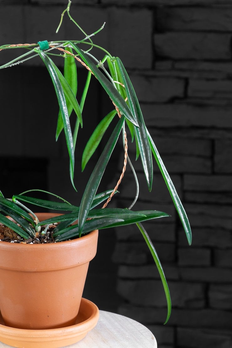 hoya shepherdii plant on a wire trellis in a terracotta pot