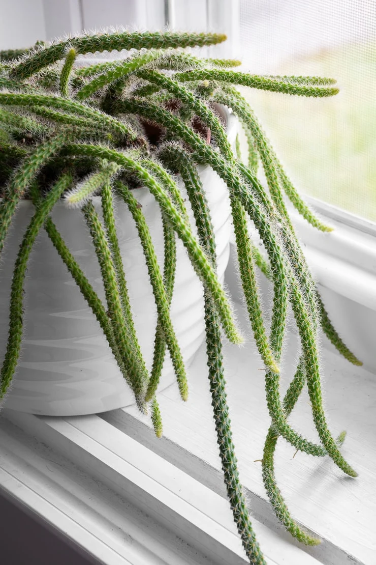 closeup shot of a dog tail cactus plant