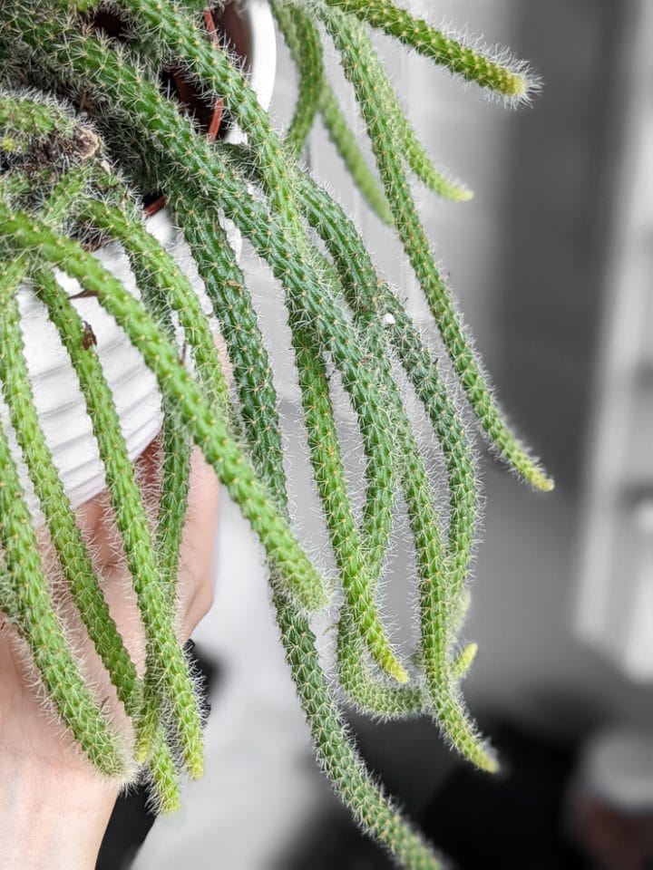 Rat tail cactus care...all about this unique trailing cactus!