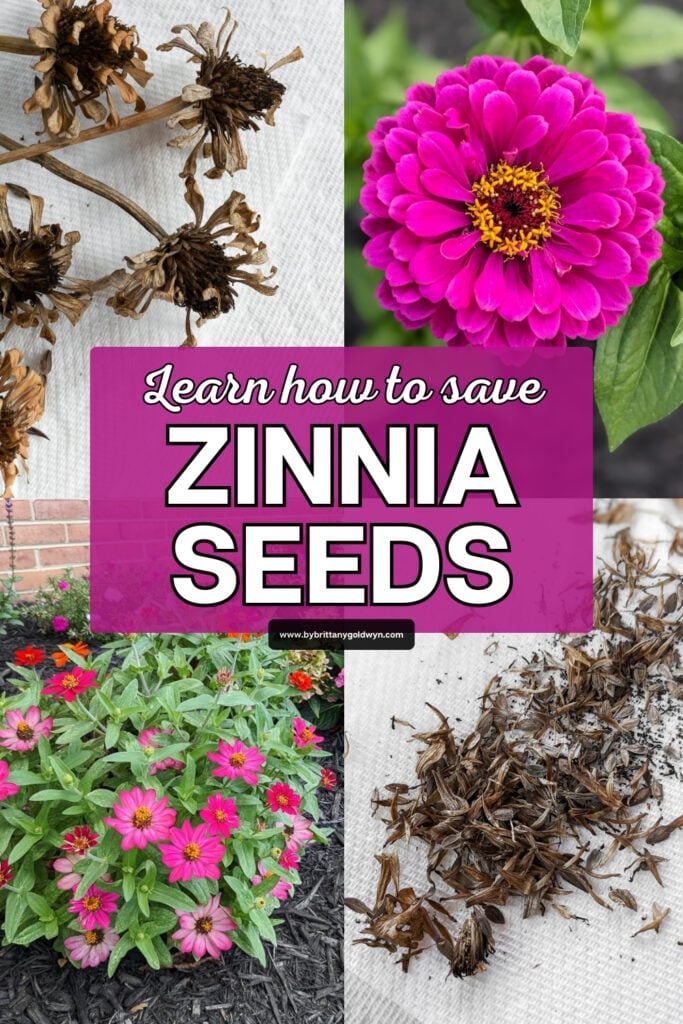 pinnable collage that says learn how to save zinnia seeds with photos of the process