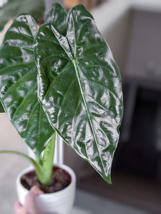 Your alocasia wentii care guide (aka the New Guinea shield plant!)