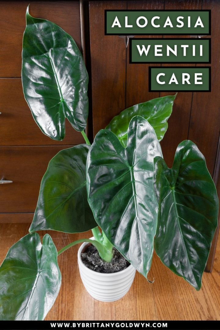 Your alocasia wentii care guide (aka the New Guinea shield plant!)