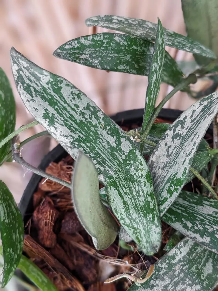 Hoya sigillatis leaves