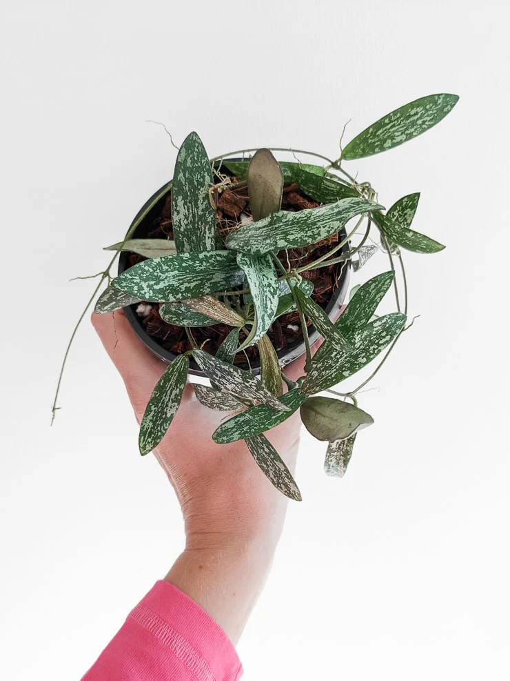 hand holding a hoya sigillatis plant