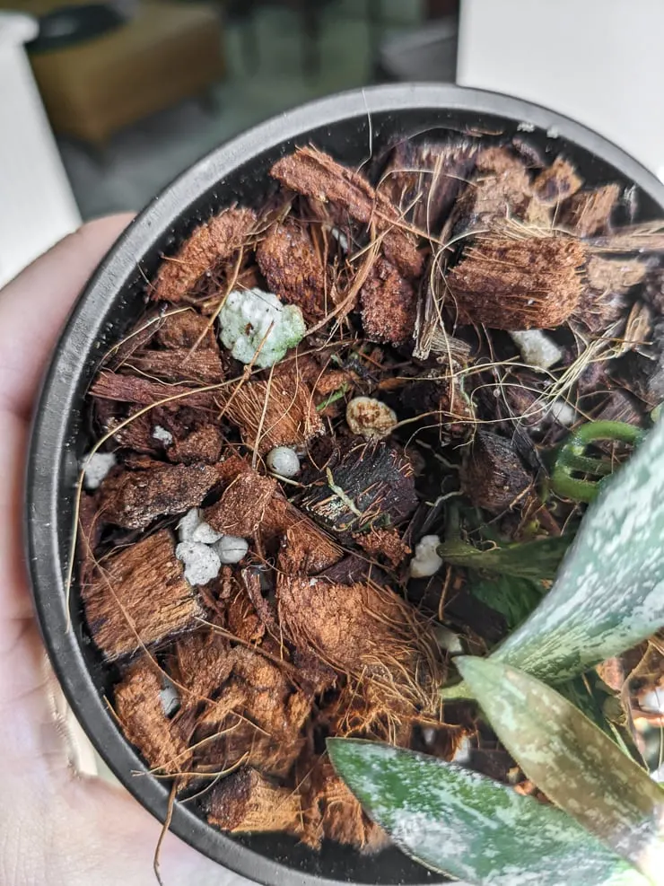 chunky hoya soil