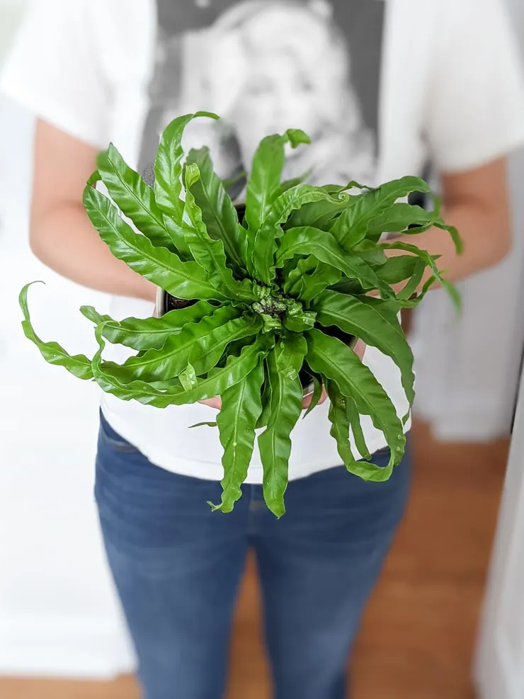 woman holding a hurricane fern