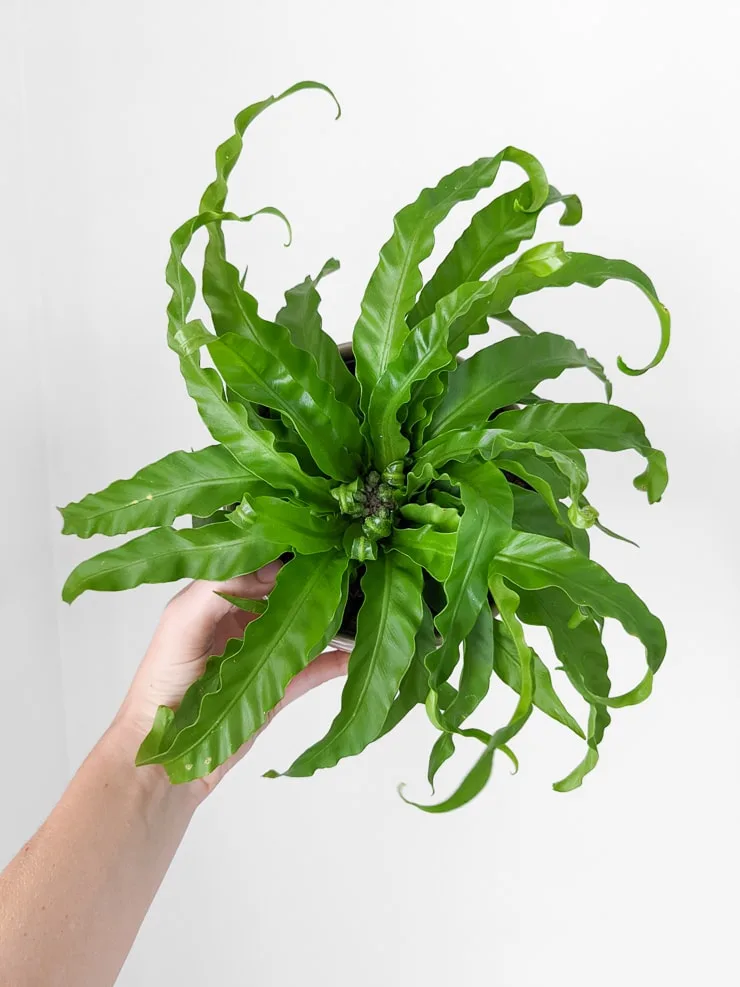 hand holding up a hurricane fern