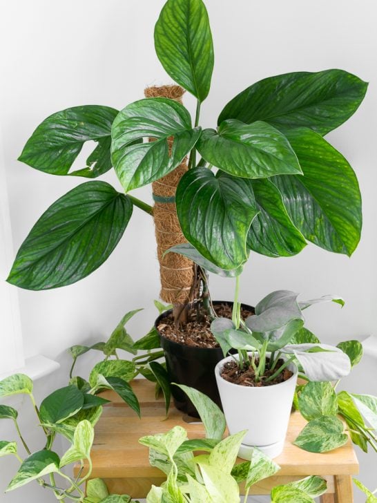 monstera pinnatipartita plant on a table with other plants