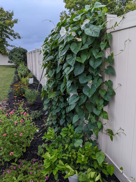 All about caring for the stunning nightblooming moonflower vine!