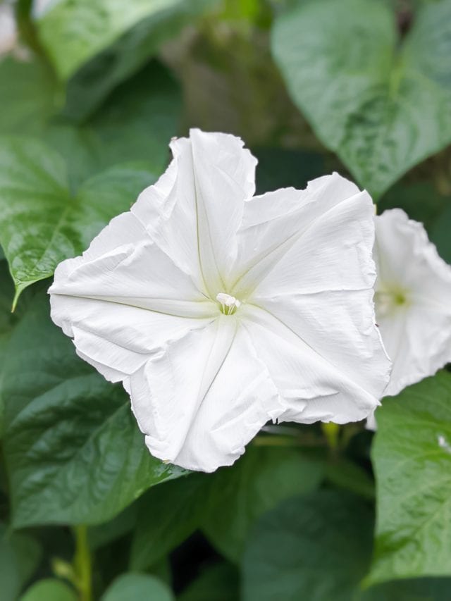 All about caring for the stunning nightblooming moonflower vine!