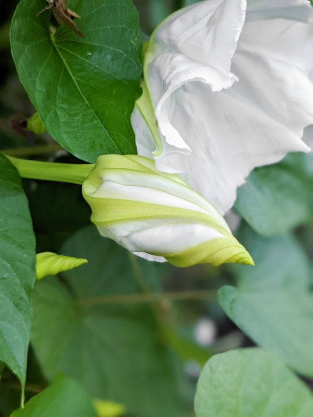 All about caring for the stunning nightblooming moonflower vine!