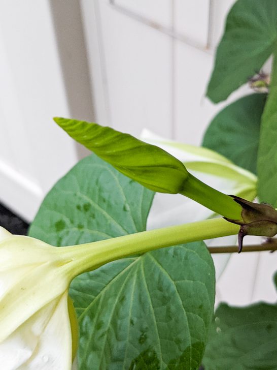 All about caring for the stunning nightblooming moonflower vine!