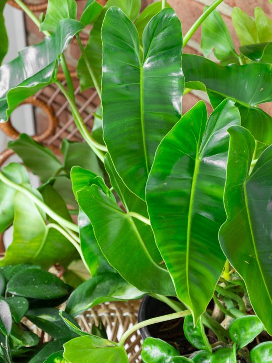 philodendron burle marx foliage