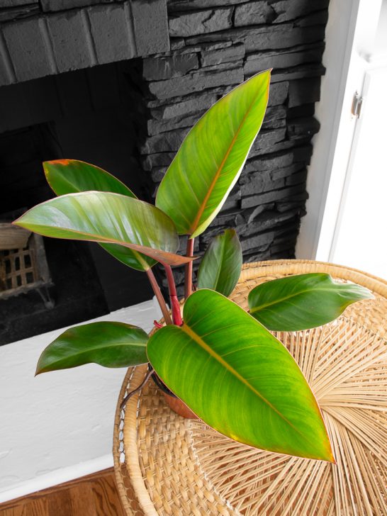 Philodendron rojo congo on a wicker table