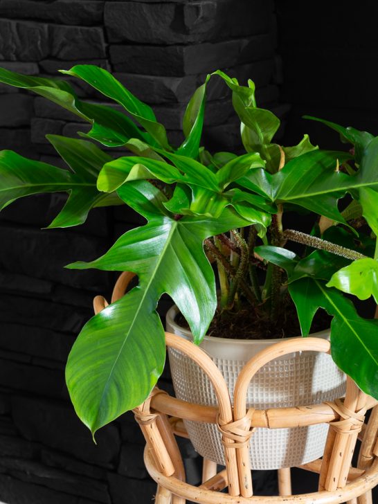 philodendron squamiferum in a rattan plant stand