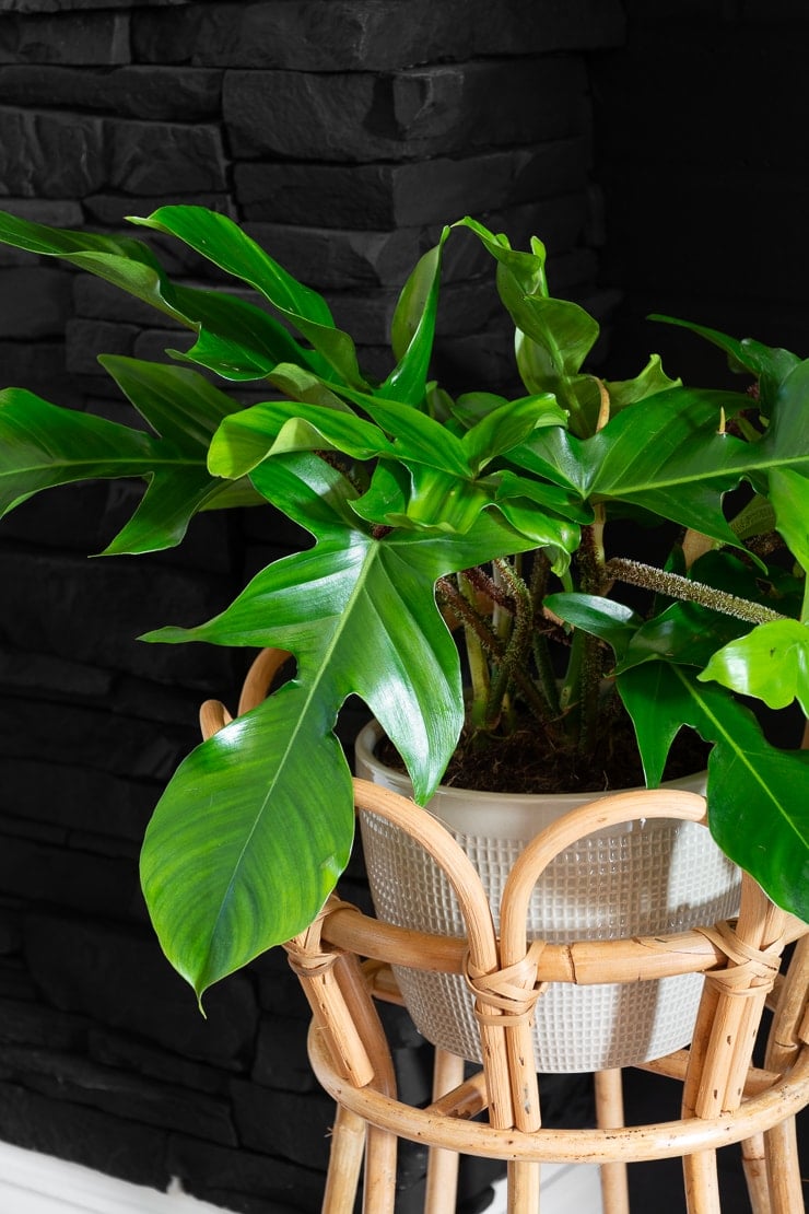 philodendron squamiferum in a rattan plant stand