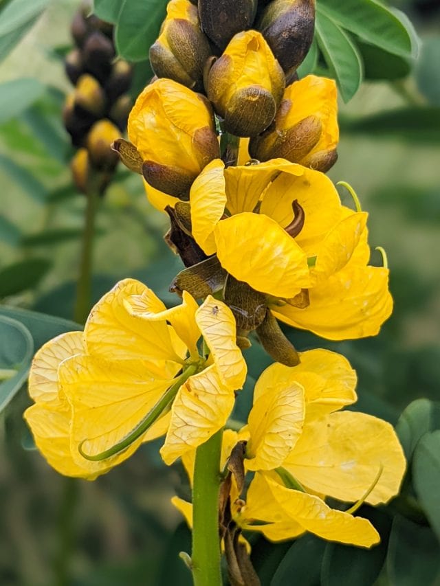 Learn all about the plant that smells like buttered popcorn!