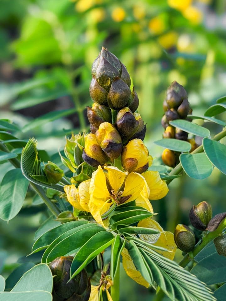 Learn all about the plant that smells like buttered popcorn!