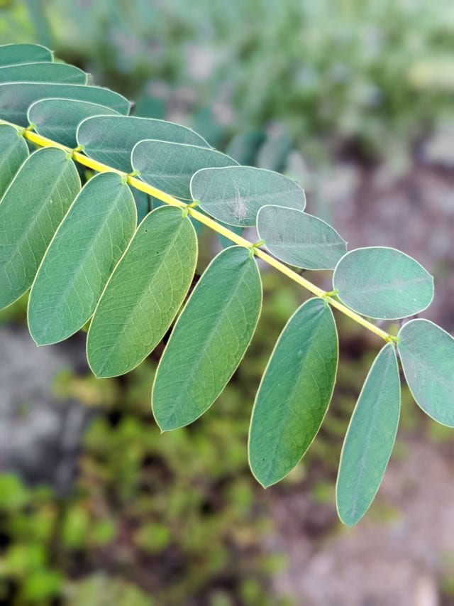 Learn all about the plant that smells like buttered popcorn!