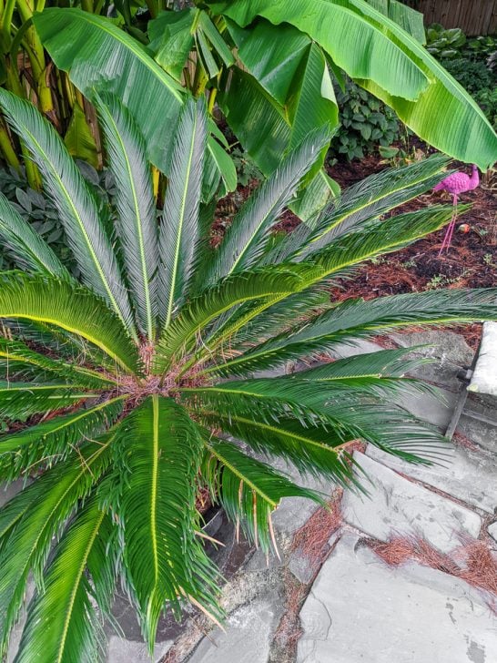 Learn about sago palm care & the safety info you need to know!