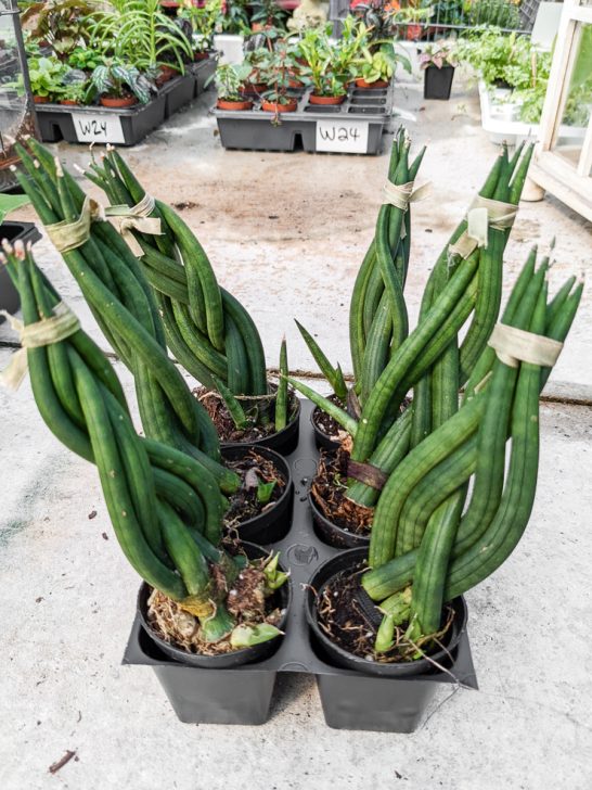 Sansevieria Cylindrica Care - By Brittany Goldwyn | Live Creatively