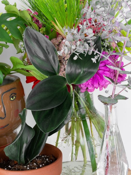 scindapsus treubii dark form in a pot with other plants