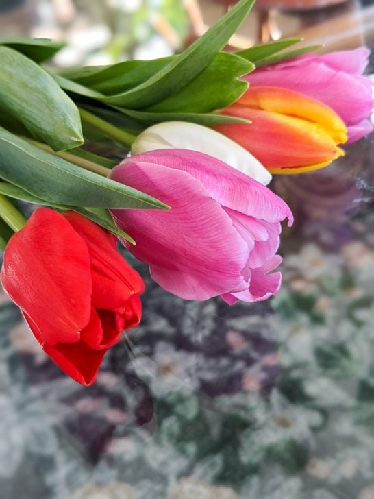 Your comprehensive guide to planting & growing tulips!