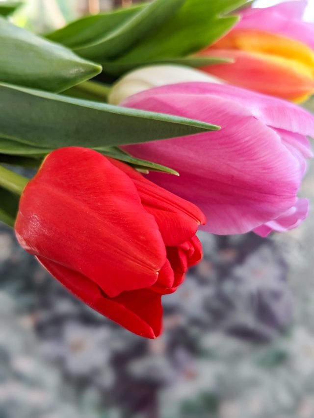 Your comprehensive guide to planting & growing tulips!