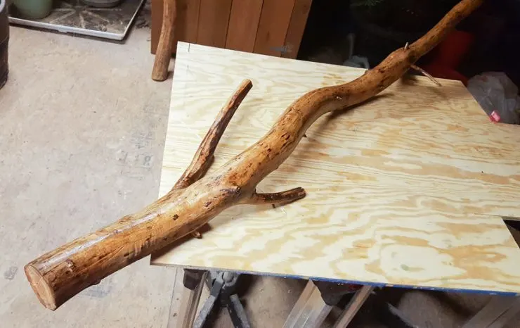 staining a stripped tree branch to bring it inside