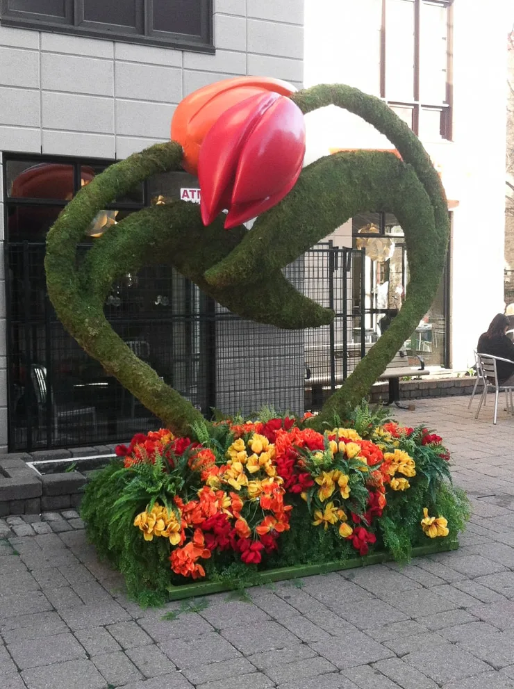 A tulip display