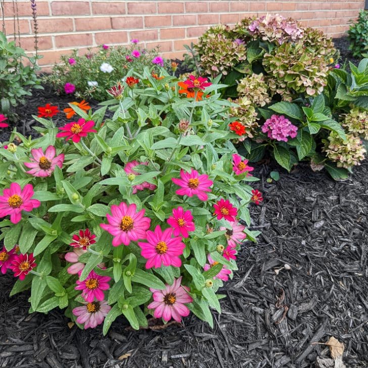 Zinnia flowers & my tips for how to grow and care for them!