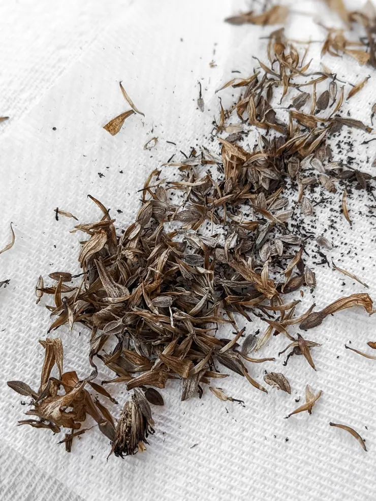 harvesting zinnia seeds