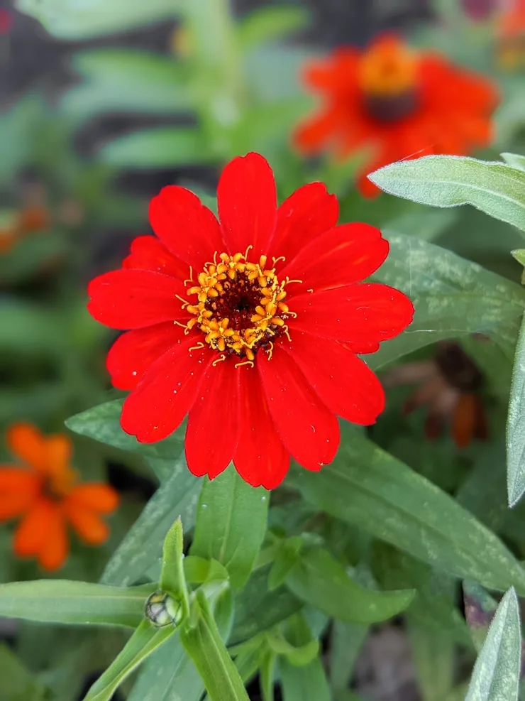 zinnia elegans growing in a garden