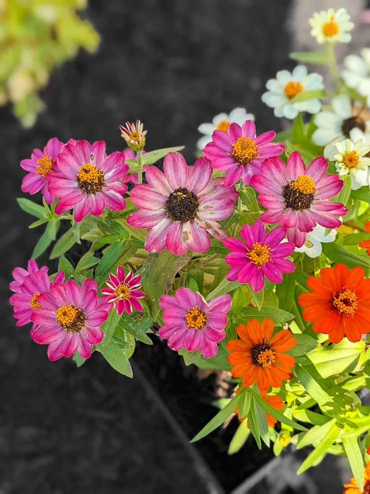 bright pink and orange profusion zinnias