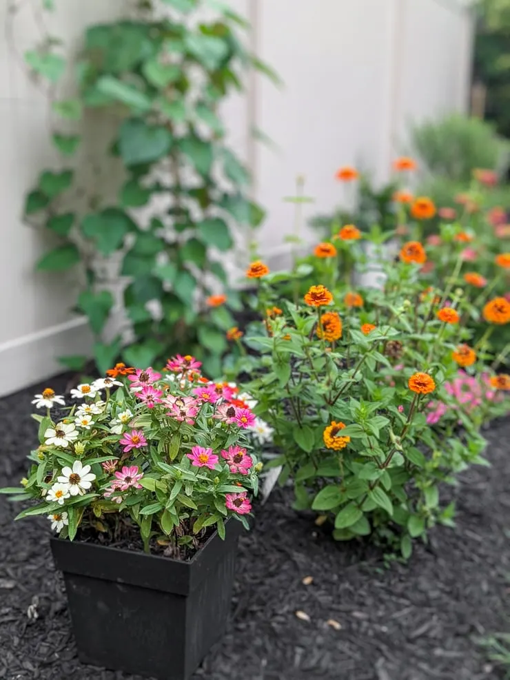 zinnia varieties growing in a garden