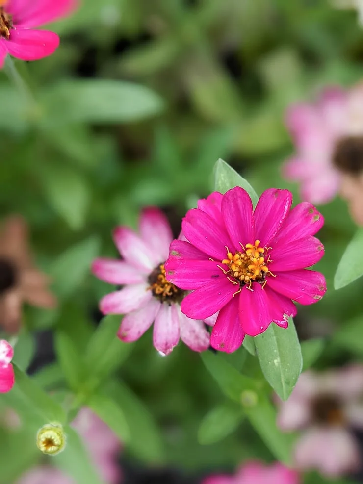bright pink profusion zinnias