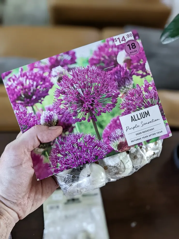 package of allium purple sensation bulbs