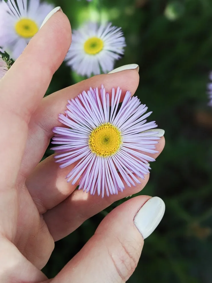 light pink aster flower