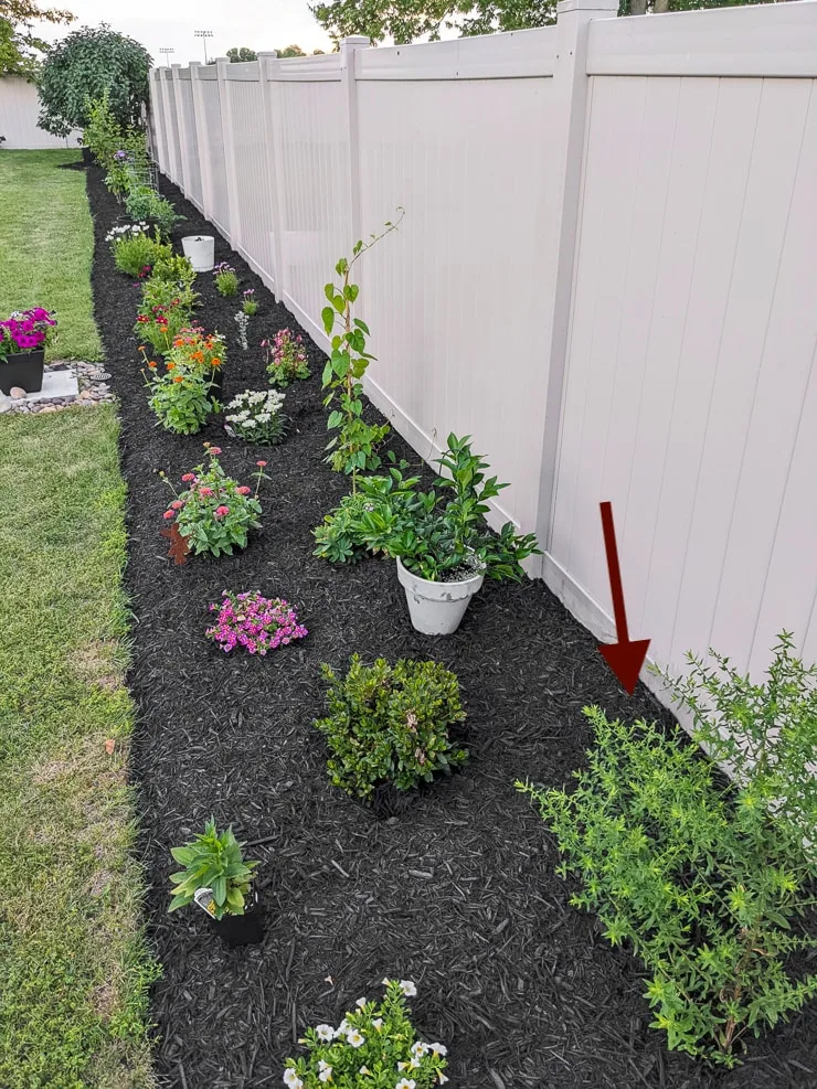 starter garden in the spring with an arrow pointing to an aster bush