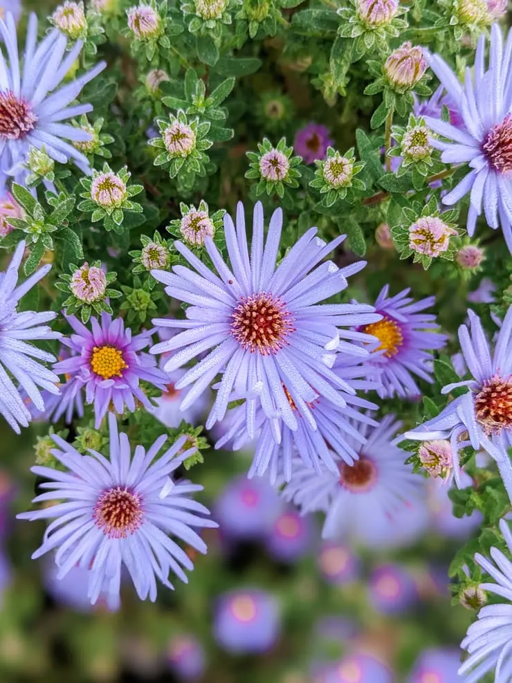 Are asters shop poisonous to dogs