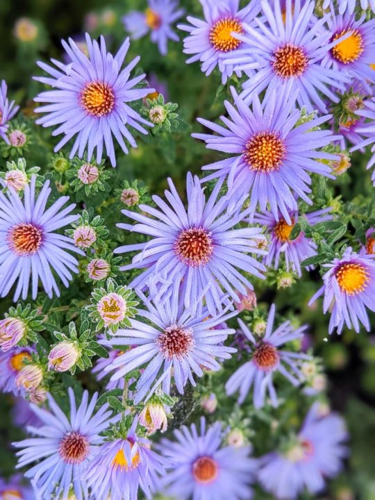 Learn how to grow aster flowers—a perfect fall pollinator!