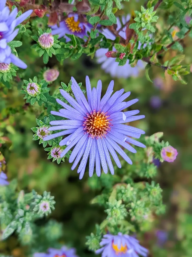 purple-blue aster flower