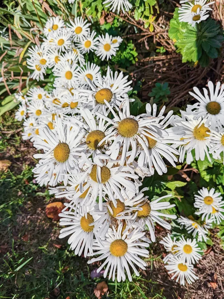 large white aster flowers