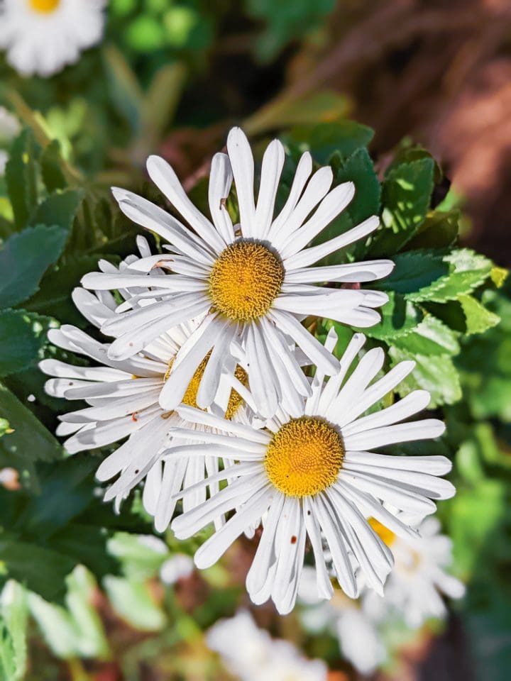 Learn how to grow aster flowers—a perfect fall pollinator!
