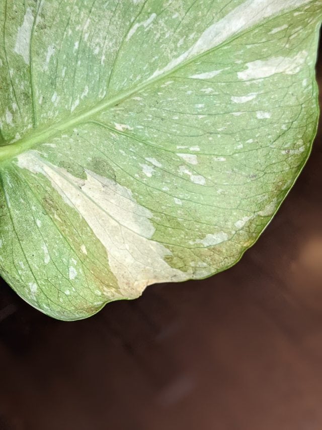 Are Your Monstera Leaves Turning Yellow Troubleshoot Why Here are-your-monstera-leaves-turning-yellow-troubleshoot-why-here