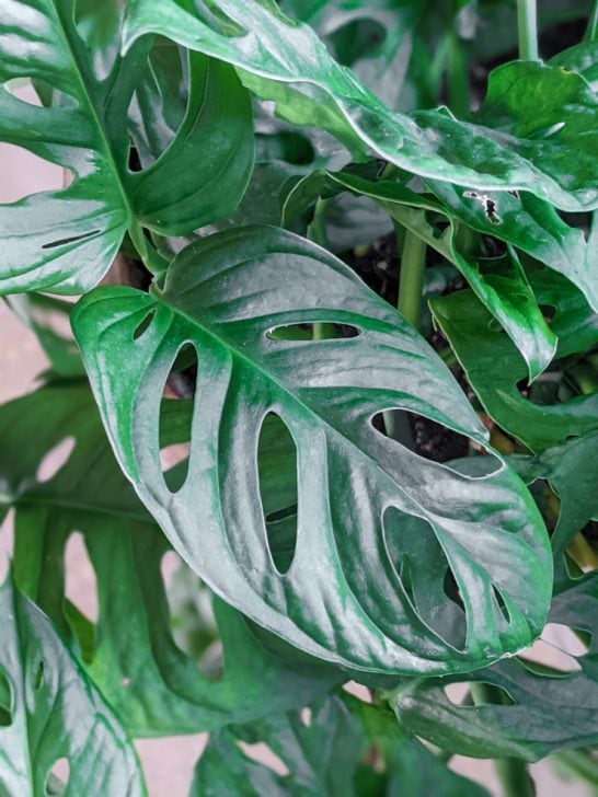 Are your monstera leaves turning yellow? Troubleshoot why here!
